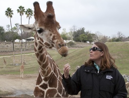 321-0032 Safari Park - Giraffe with Vicky